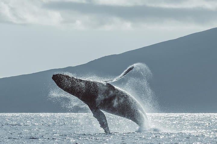 Ka'anapali Whale Watching Cruise with Open Bar — Humpback Tours from Lahaina photo 3