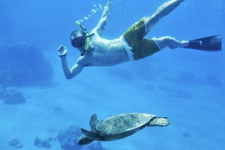 West Maui Half-Day Snorkel from Ka’anapali Beach — Dolphins, Turtles & Whale Season photo 4
