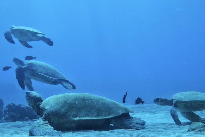 Kaanapali Mala Xpress Snorkel: 2.5-Hour Turtle and Coral Cruise photo 2