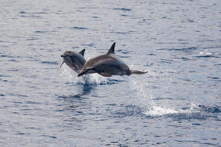 Lanai Snorkel and Dolphin Watch: Explore Maui’s Premier Marine Playground photo 3
