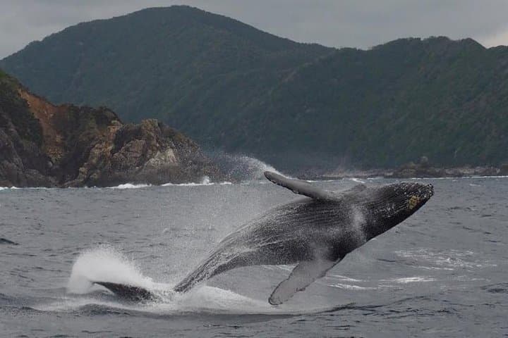 Maalaea Harbor Whale Watching: Two-Hour Humpback Cruises with Hydrophones photo 5