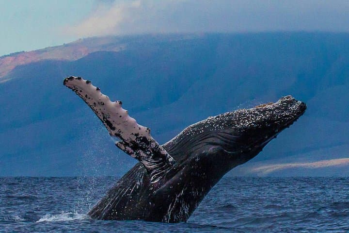 Deluxe Maui Whale-Watching Sail: Humpback Encounters from Ma'alaea Harbor photo 3