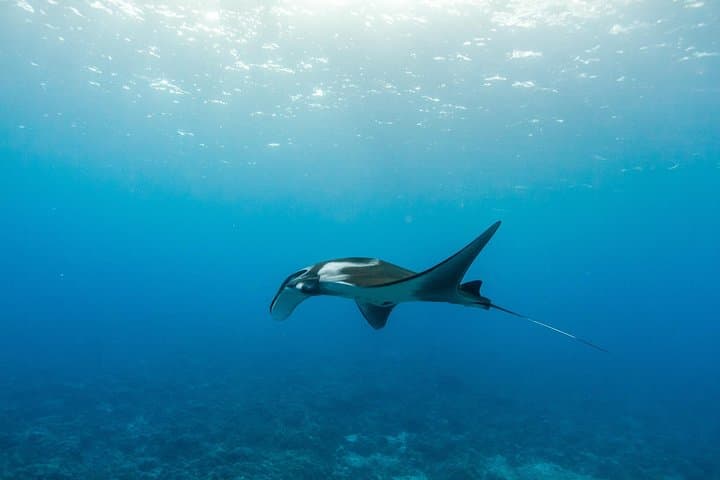 Molokini & Turtle Adventure: Small-group Snorkel from Ma'alaea Harbor photo 5