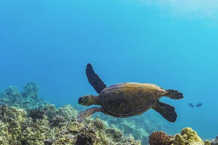 Molokini & Turtle Adventure: Small-group Snorkel from Ma'alaea Harbor photo 6