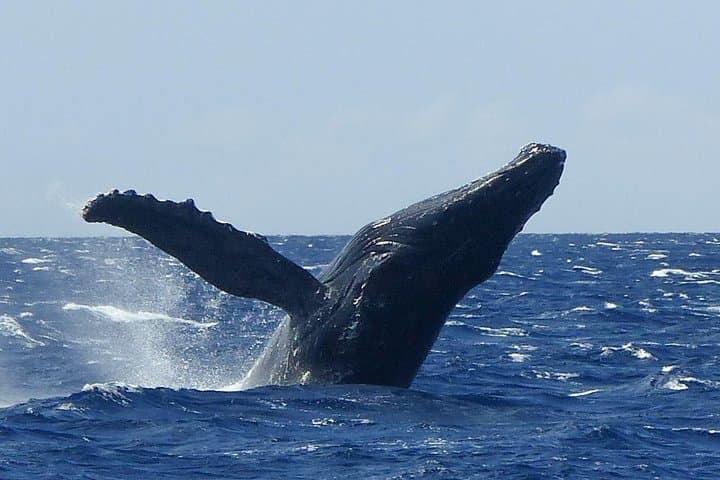 Maalaea Harbor Whale Watching: Two-Hour Humpback Cruises with Hydrophones photo 3