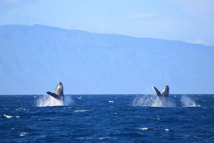 Maalaea Harbor Whale Watching: Two-Hour Humpback Cruises with Hydrophones photo 4