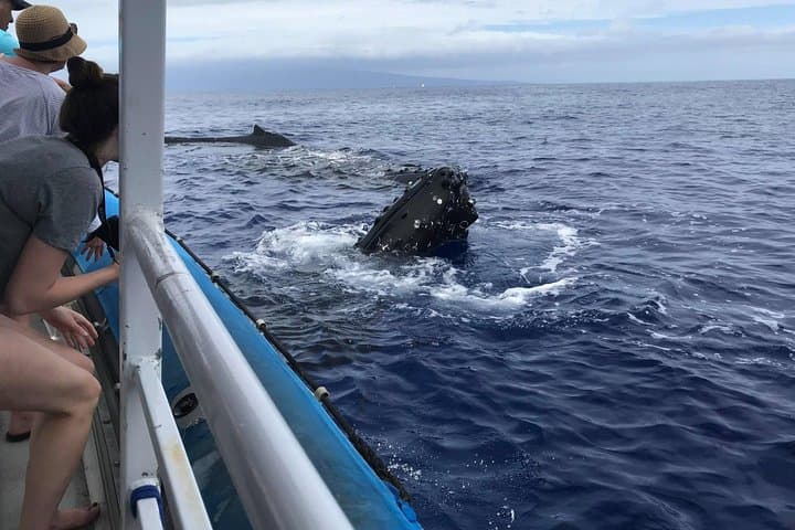 Maalaea Harbor Whale Watching: Two-Hour Humpback Cruises with Hydrophones photo 6