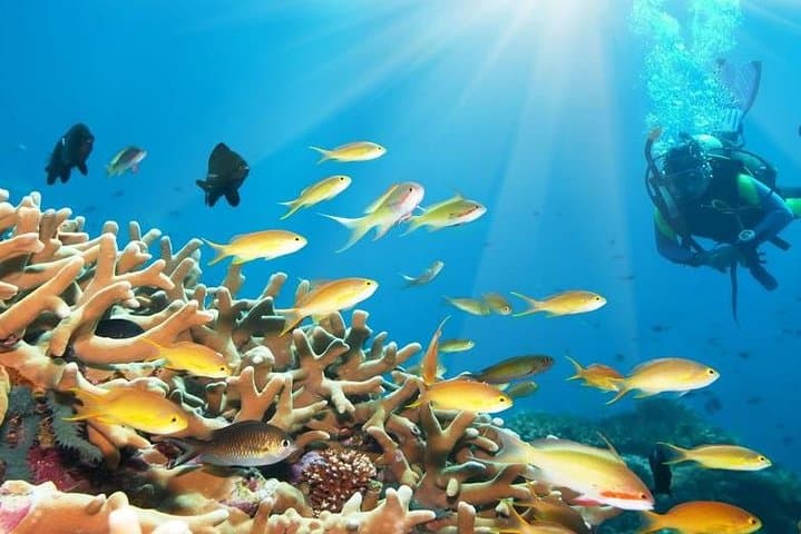 Red Sea Day Scuba Diving From Marsa Alam — Two-Tank Boat Trip to Coral Reefs