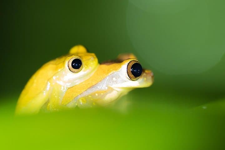 La Fortuna Night Wildlife Tour at Ecocentro Danaus — Frogs, Sloths & Bats After Dark photo 5