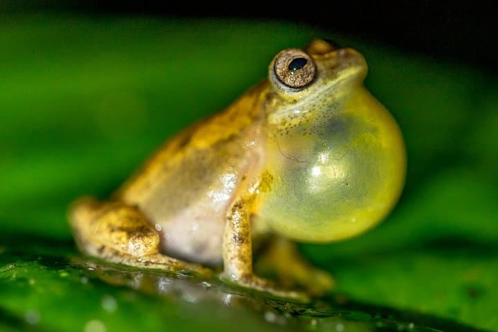 La Fortuna Night Wildlife Tour at Ecocentro Danaus — Frogs, Sloths & Bats After Dark