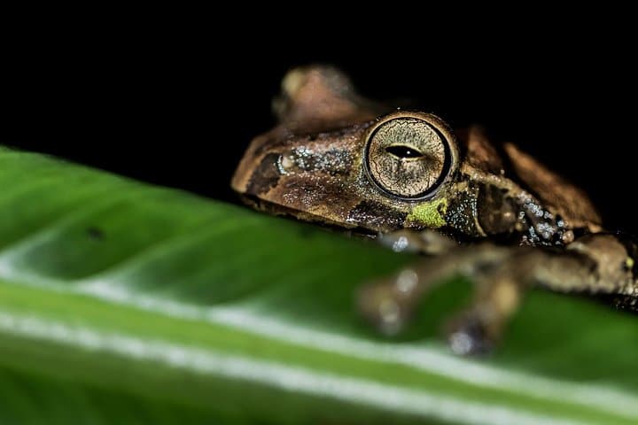 La Fortuna Night Wildlife Tour at Ecocentro Danaus — Frogs, Sloths & Bats After Dark photo 6
