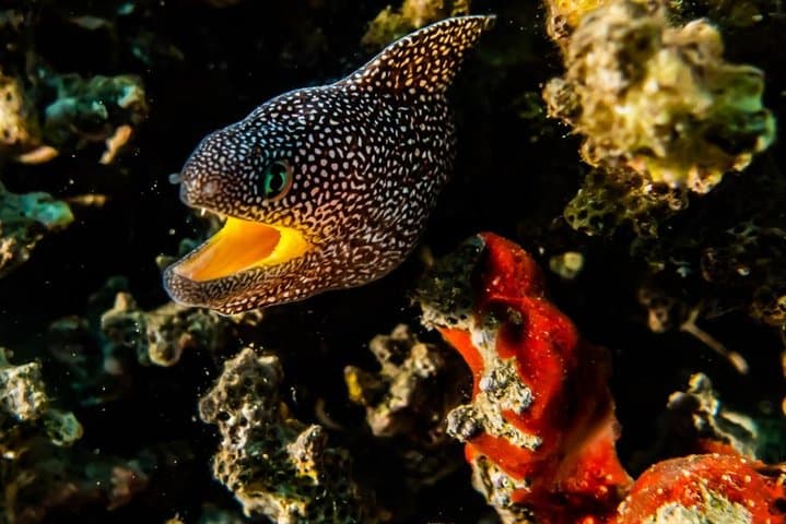 Introductory Scuba Dive at Eilat Coral Reefs — 40-Min Trial with Instructor photo 2