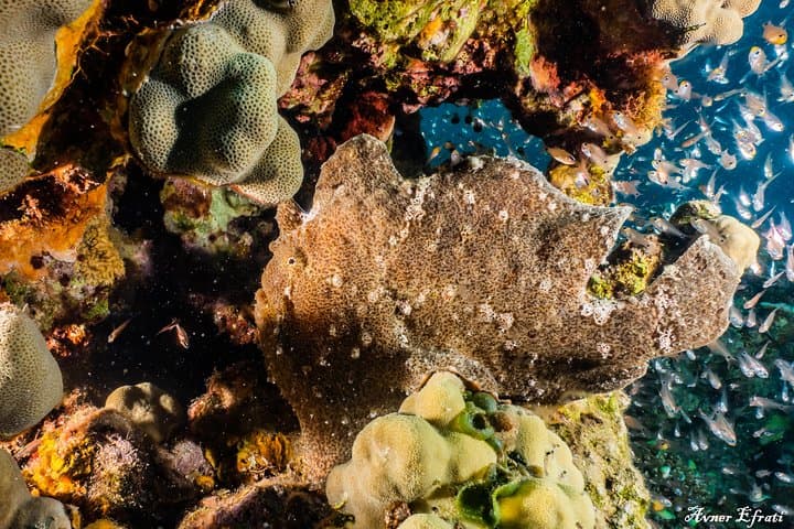 Introductory Scuba Dive at Eilat Coral Reefs — 40-Min Trial with Instructor photo 3