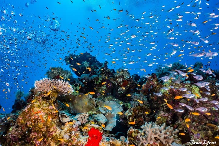 Introductory Scuba Dive at Eilat Coral Reefs — 40-Min Trial with Instructor photo 4