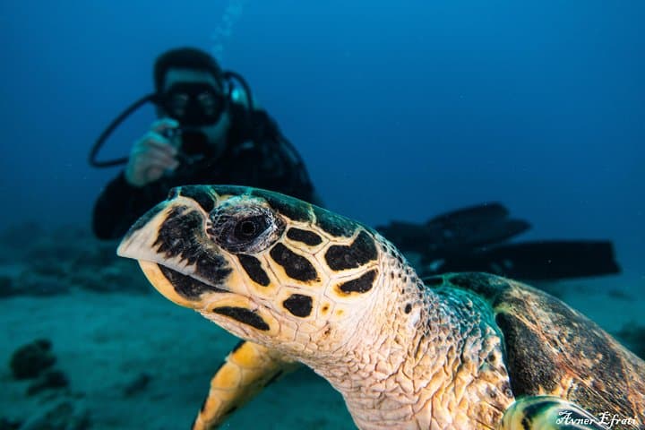 Introductory Scuba Dive at Eilat Coral Reefs — 40-Min Trial with Instructor
