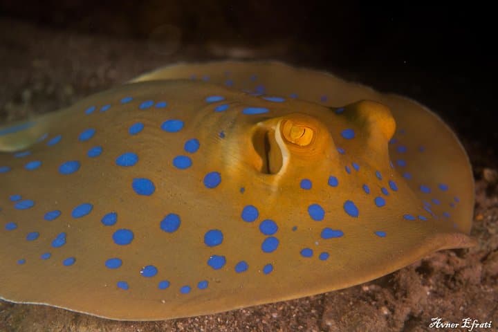 Introductory Scuba Dive at Eilat Coral Reefs — 40-Min Trial with Instructor photo 6
