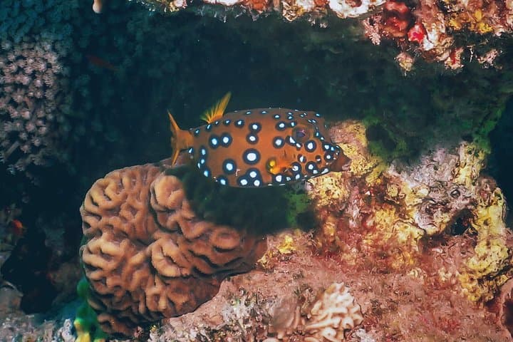 PADI Discover Scuba Diving in Eilat — One-Day Red Sea Intro to 12m photo 3