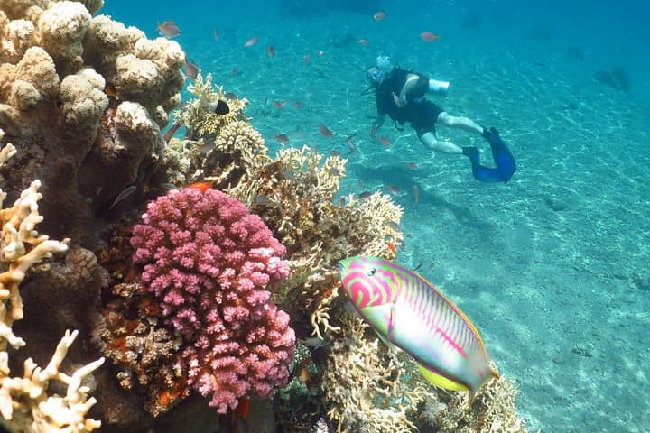 PADI Discover Scuba Diving in Eilat — One-Day Red Sea Intro to 12m photo 5
