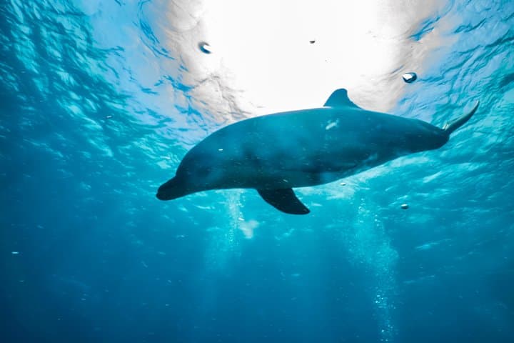 Eilat Open Water + Advanced Diver Courses — Get PADI Certified to 30m in Seven Days photo 4