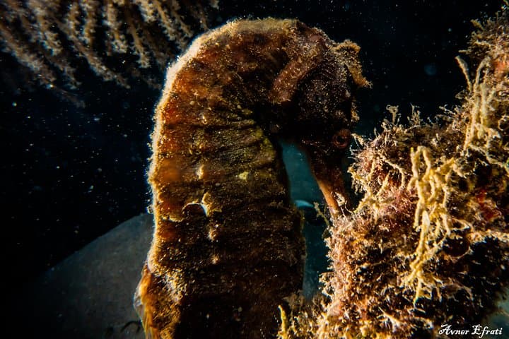 Eilat Open Water + Advanced Diver Courses — Get PADI Certified to 30m in Seven Days photo 5
