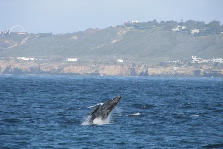 San Diego Whale Watching Cruise: Gray Whales, Dolphins & Coastal Wildlife photo 3