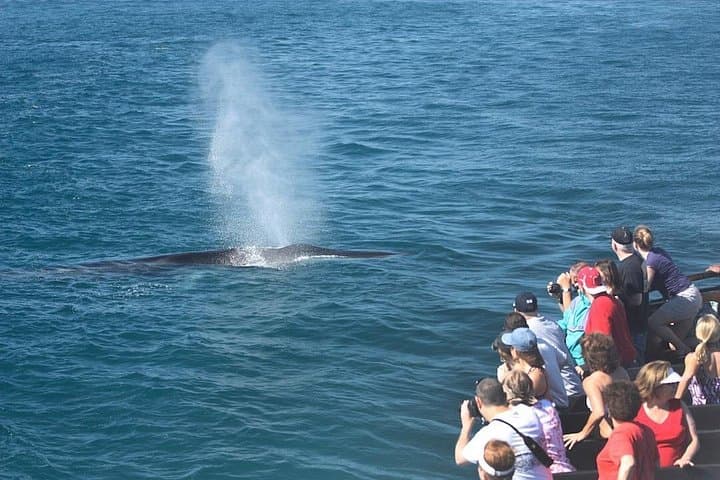 San Diego Whale Watching Cruise: Gray Whales, Dolphins & Coastal Wildlife photo 2