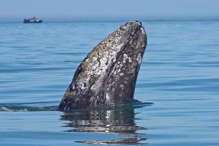San Diego Whale Watching Cruise: Gray Whales, Dolphins & Coastal Wildlife photo 4