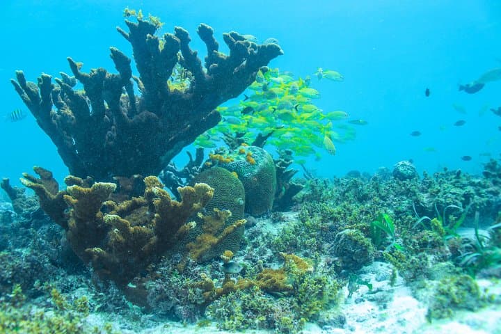 Luxury Isla Mujeres Catamaran: Snorkel, Brunch & Playa Norte from Cancun photo 4