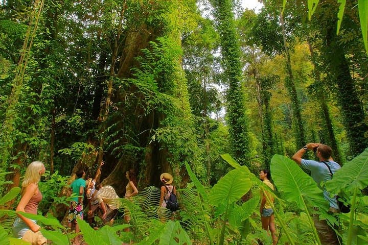 Emerald Pool & Krabi Hot Springs: Half-Day Jungle Tour photo 4