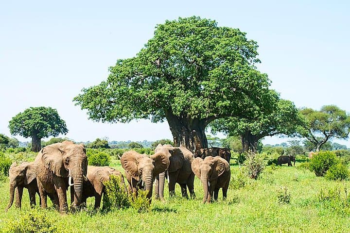 6-Day Camping Safari: Tarangire, Serengeti, Ngorongoro & Lake Manyara