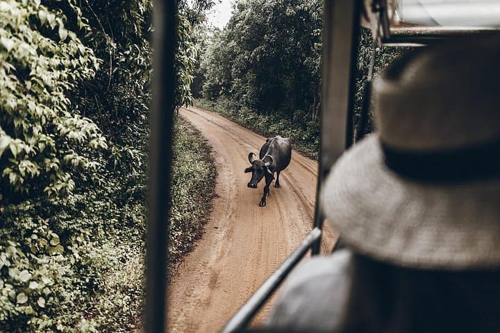 2-Day Yala & Kumana Safari from Negombo — Leopards, Elephants & Birdwatching photo 4