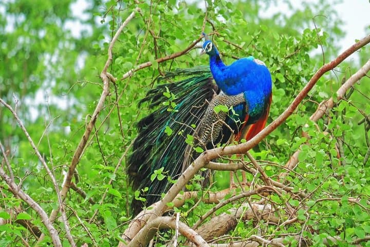 2-Day Yala & Kumana Safari from Colombo: Leopards, Elephants & Birdlife photo 4