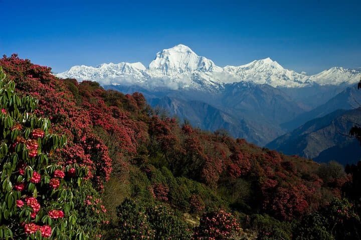 Poon Hill Short Trek — 4-Day Annapurna View Trek from Pokhara photo 6