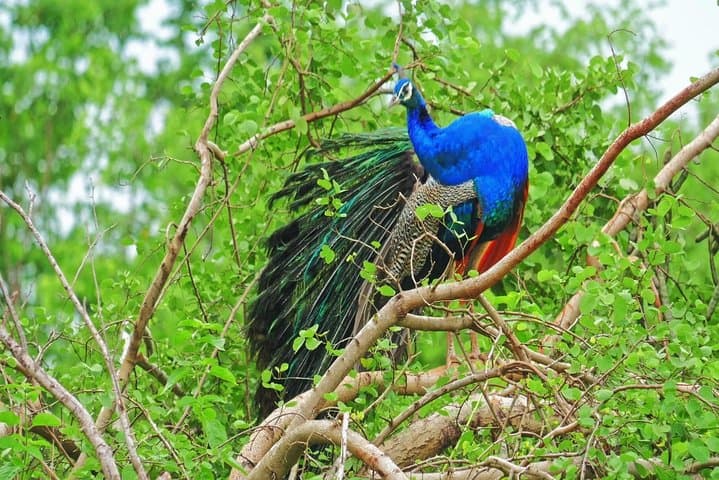 2-Day Yala & Kumana Safari from Negombo — Leopards, Elephants & Birdwatching photo 1