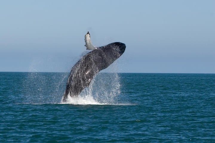 Whale Watching from Colombo: Mirissa Blue Whale and Dolphin Cruises photo 4