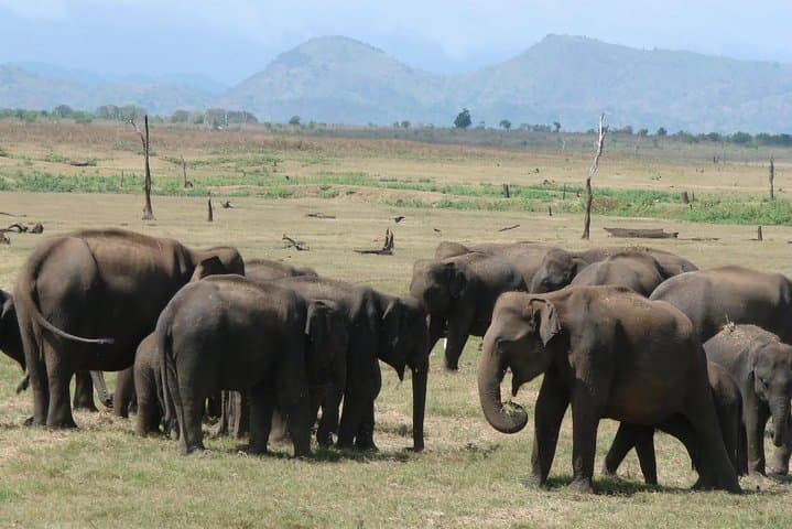 Udawalawe Day Safari from Colombo — Elephant Jeep Safari & Dam Visit photo 2