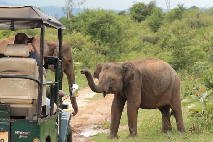 Udawalawe Day Safari from Colombo — Elephant Jeep Safari & Dam Visit photo 3