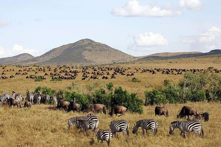 4-Day Kenya Safari: Lake Nakuru & Maasai Mara Wildlife Adventure photo 2