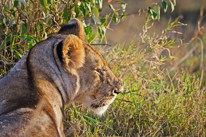 7-Day Kenyan Safari: Samburu, Mount Kenya, Lake Nakuru & Maasai Mara photo 5