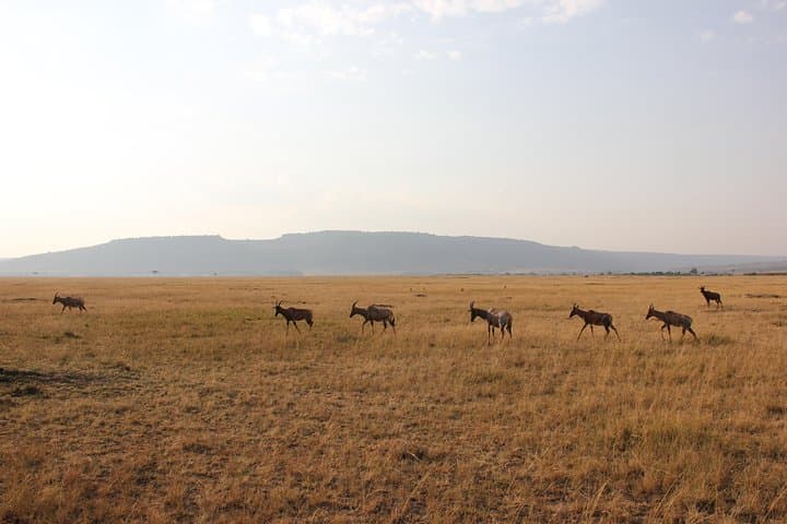 4-Day Masai Mara Migration Safari from Nairobi: Big Five & River Crossings photo 4