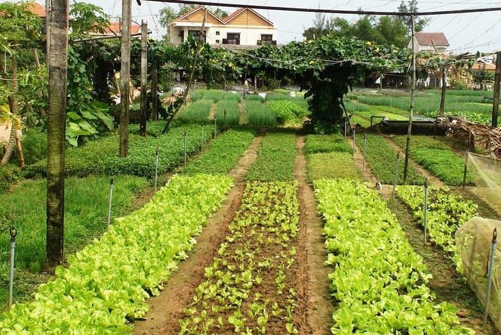 Tra Que Village Cycling Tour: Hoi An Rice Fields, Lantern Workshop & Herb Massage