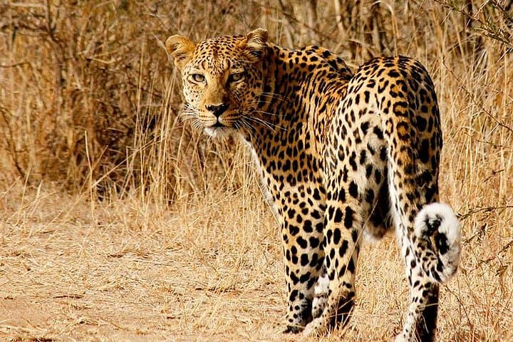 Full-Day Kruger Safari from Hazyview — Open-Vehicle Wildlife Experience photo 6