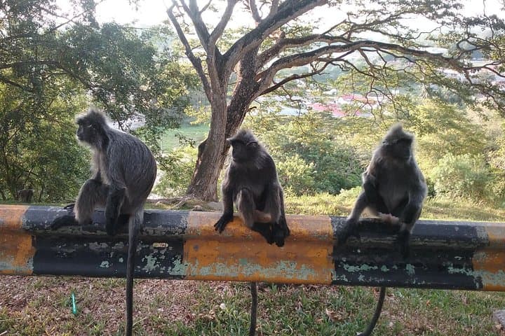 Kuala Selangor Fireflies Tour: Bukit Melawati, Mangrove Boat Ride & Seafood Dinner photo 4