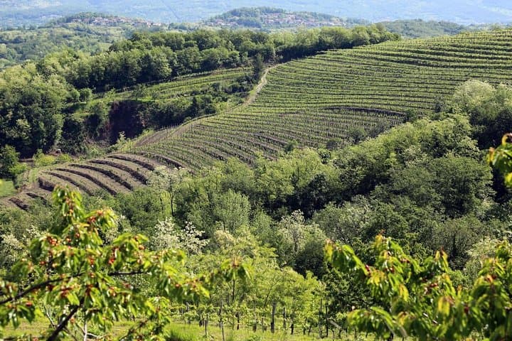 Secret Vineyards E‑Bike Tour in Vipava Valley — Medieval Villages & Roman Wine photo 5