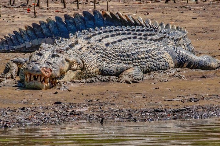 Solar Whisper Daintree River Crocodile Cruise — Quiet Eco Wildlife Tour