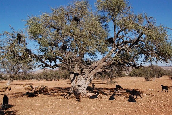 Essaouira Day Trip from Marrakech: Argan Factory, Medina & Windy Beaches photo 2