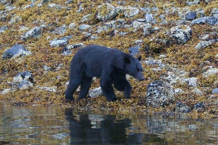 Prince of Wales Island Bear-Viewing by Air from Ketchikan: Dog Salmon Creek Flight Tour photo 3