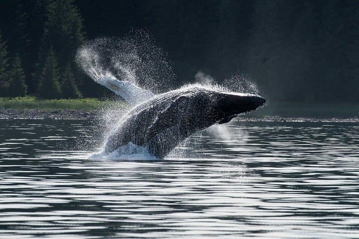 Hoonah Whale-Watching Cruise Near Icy Strait Point — 3-Hour Humpback and Wildlife Tour