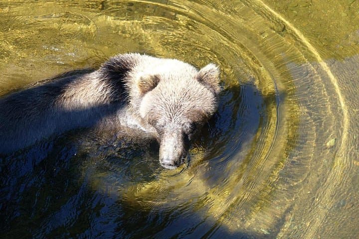 Chichagof Island Brown Bear Search — Hoonah Wildlife Tour photo 3