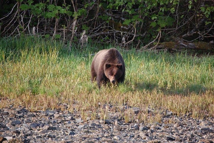 Chichagof Island Brown Bear Search — Hoonah Wildlife Tour photo 4